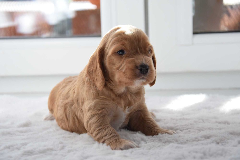 Cockapoo F1 Suczka