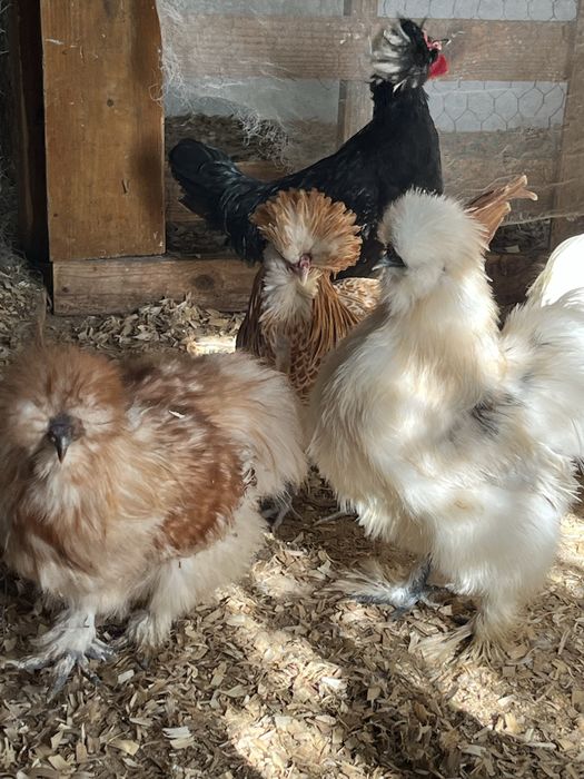 Sedosas do Japao, Paduanas e Holandesas Monuda