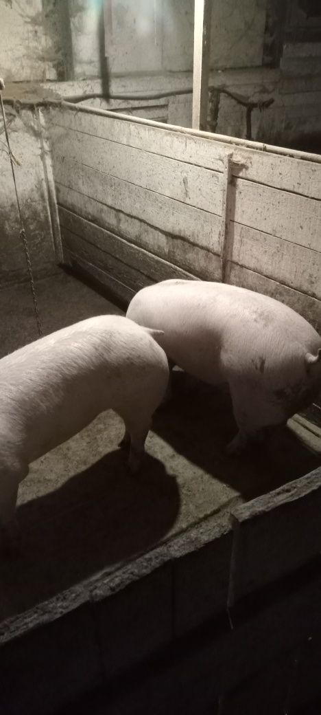 Продам свиню свиней живою вагою