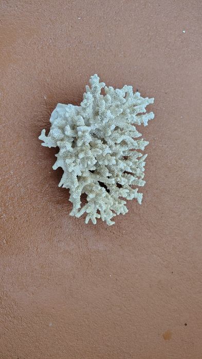 Корал “цвітна квпуста“