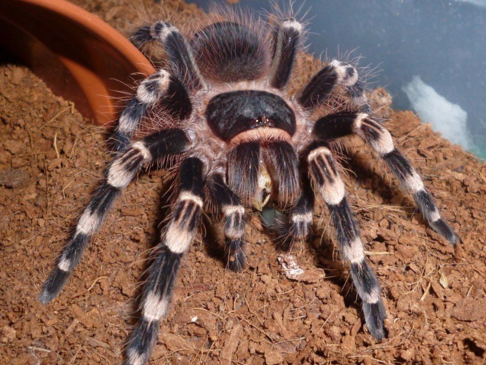 Acanthoscurria geniculata L5/L6/L7 - ptasznik, pająk