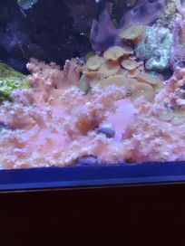 Capnella akwarium morskie