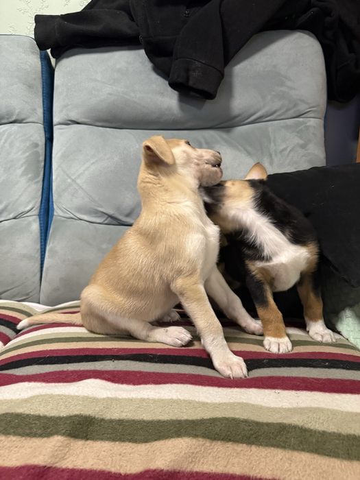 Szczeniaki do oddania za 6-8 tygodni