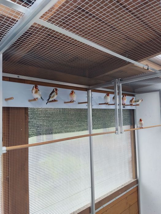 Szczygły Syberyjskie Major