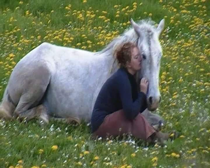 Os Serviço cavalos