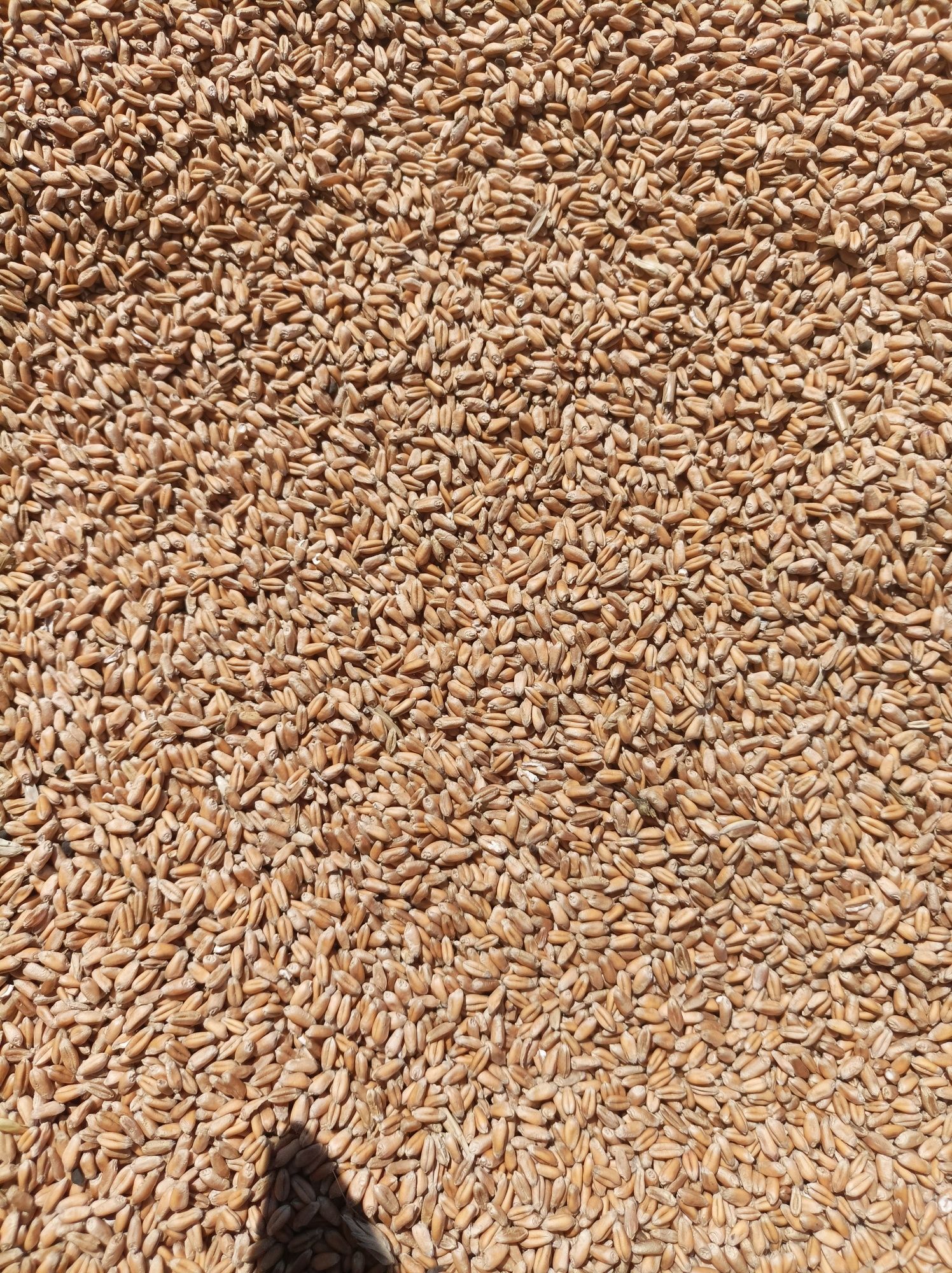 Продам пшеницю, зерно пшеницы, Одесса, пшеница Одесса, пшеница