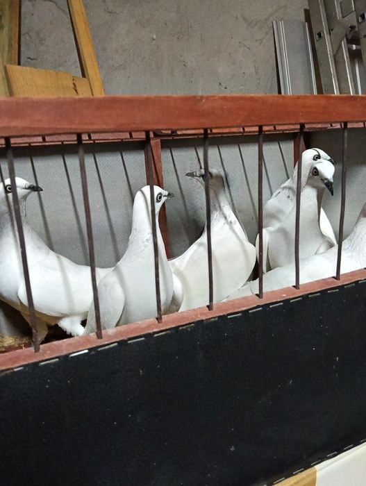 Sprzedam gołębie jasne