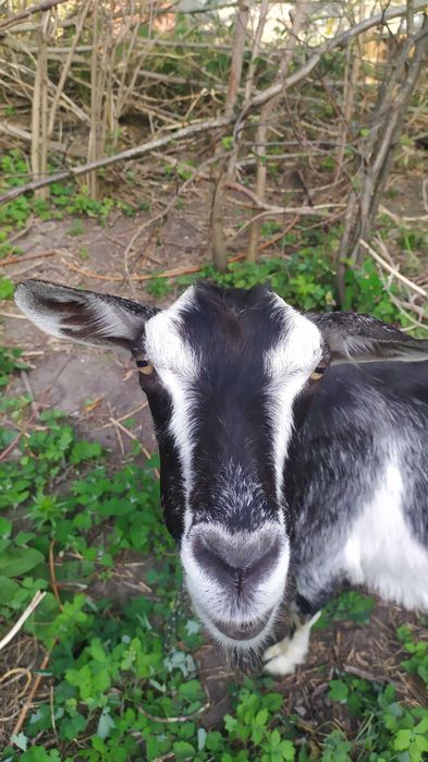 Коза дійна 2 роки