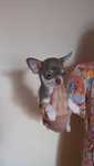 samiec chihuahua liliowo-brązowy