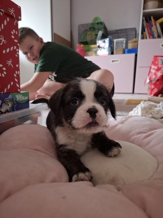 Oddam pieska tylko do dobrego domu!