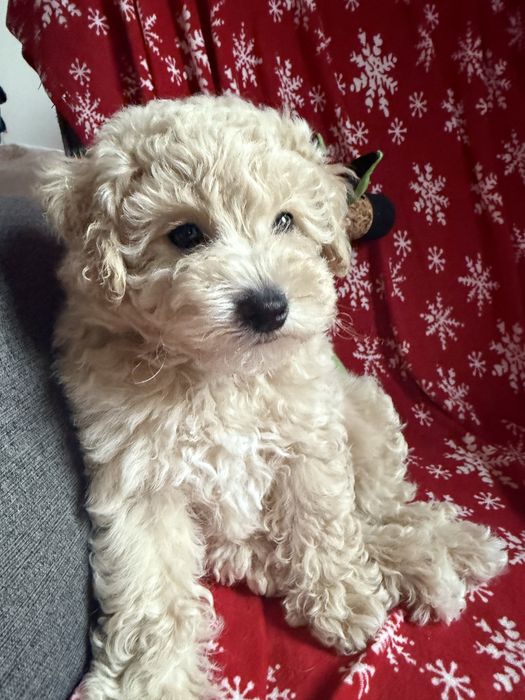 Bichpoo, maltipoo - piesek do rezerwacji