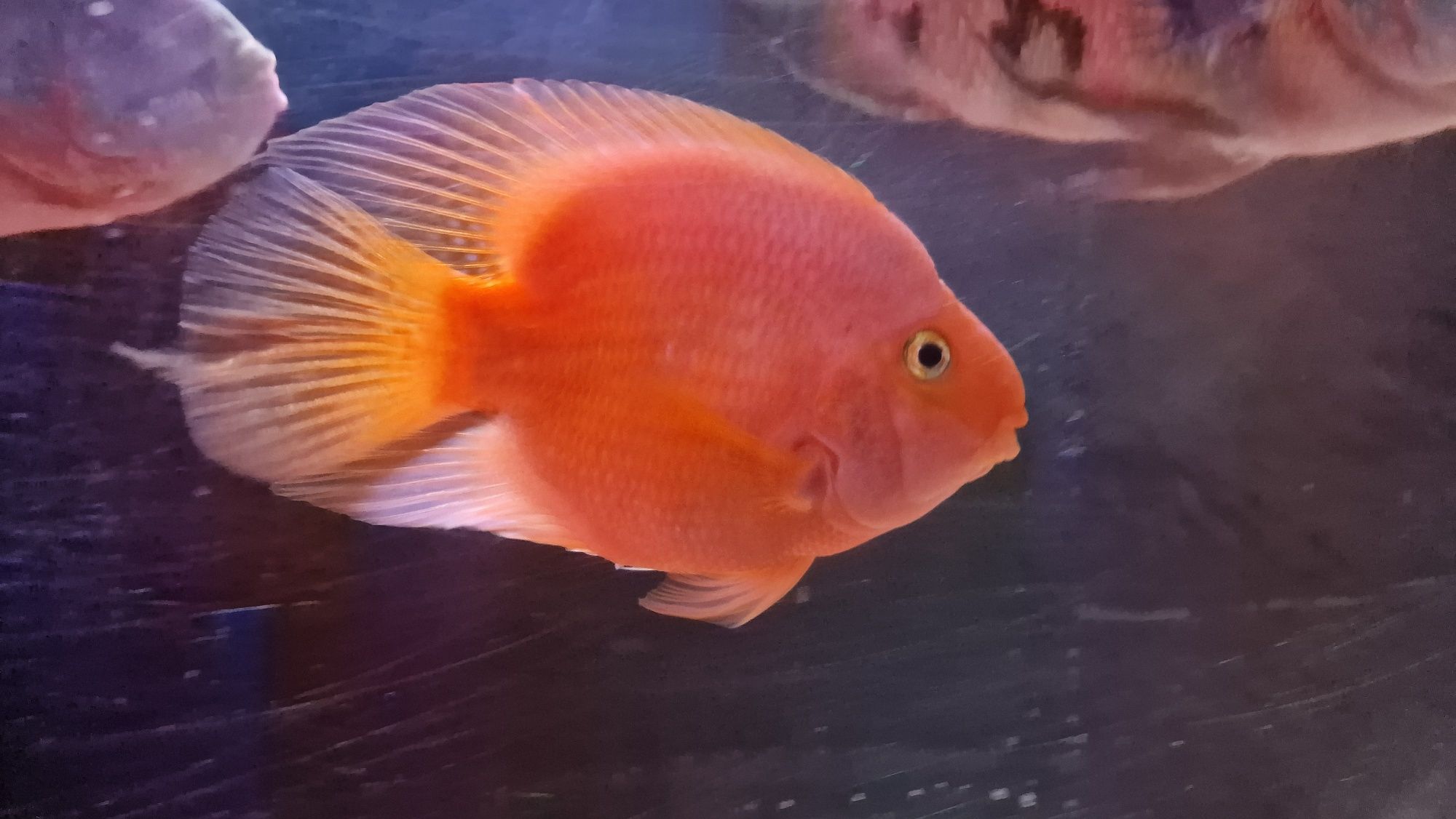 Peixe Papagaio 20cm