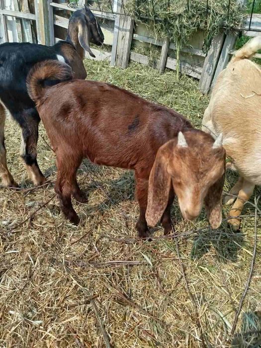 Молоді козлятка.