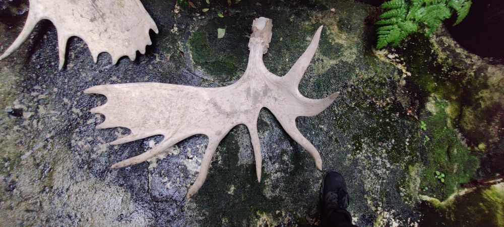 Продам лосячі роги