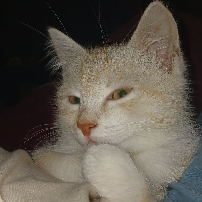 Віддам котика в добрі руки!