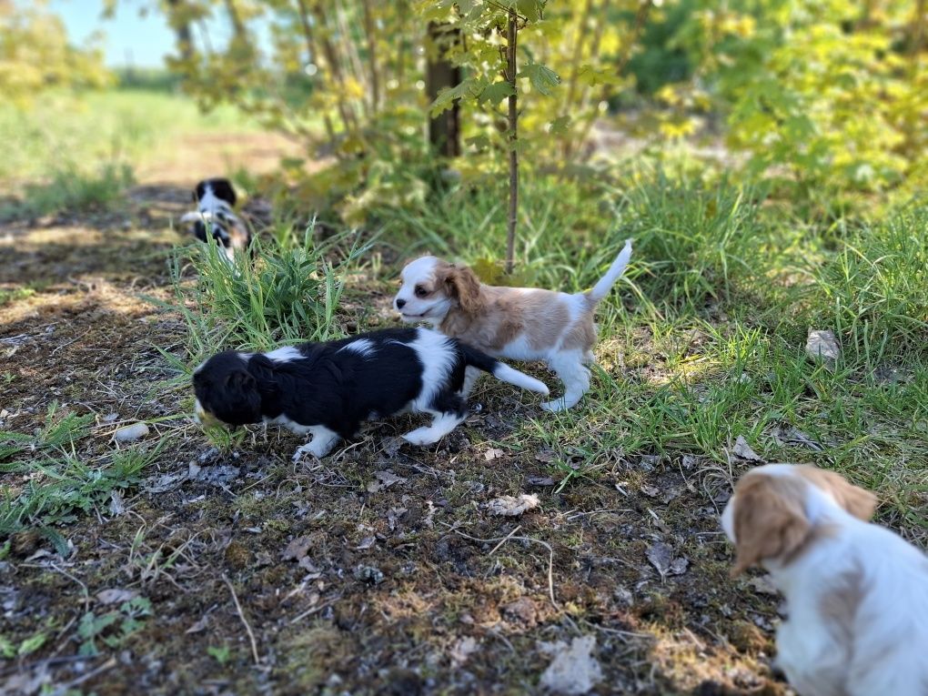 Cavalier king charles spaniel suczka