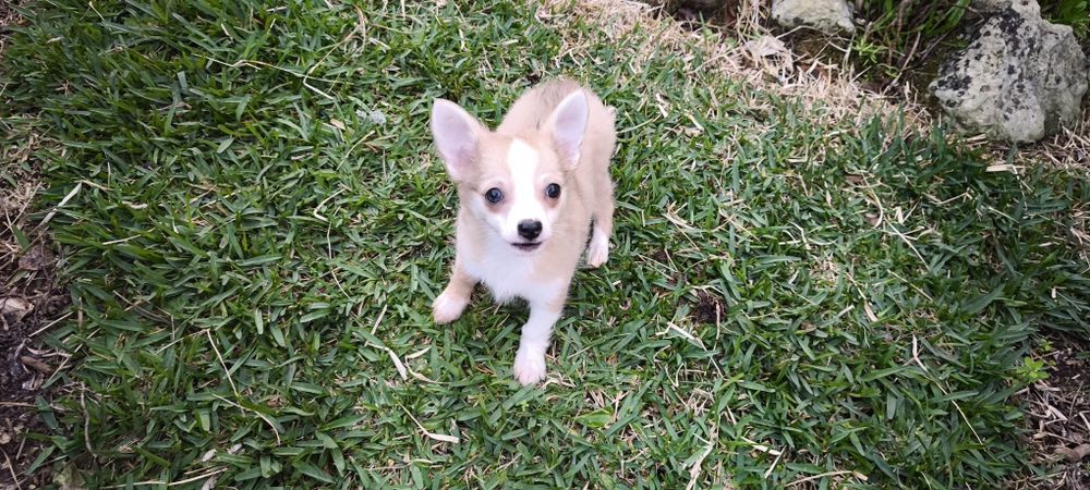 Chihuahua miniatura disponível para entrega imediata existe a po