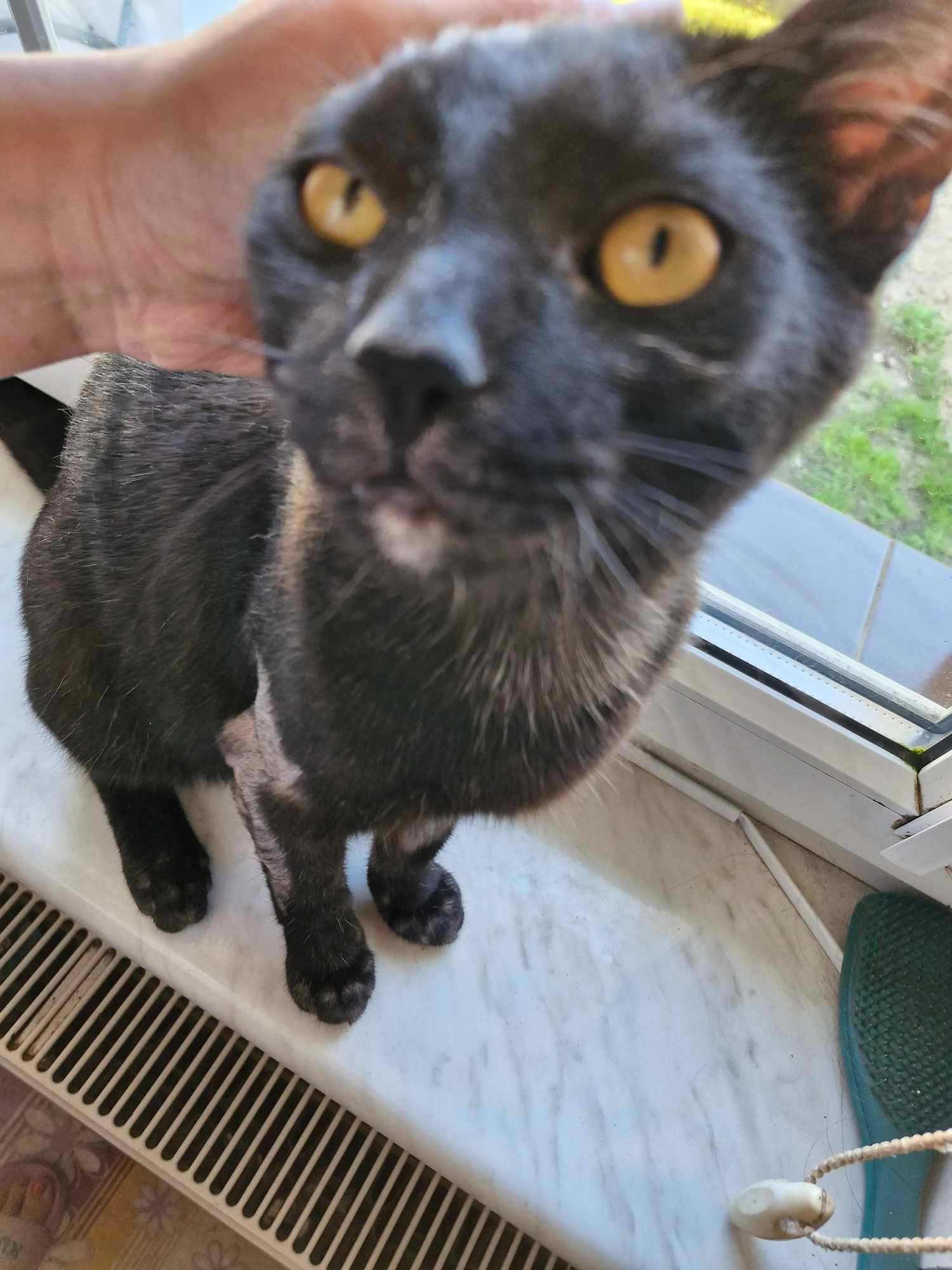 MIODZIK - dymny kotek do adopcji, piękny!