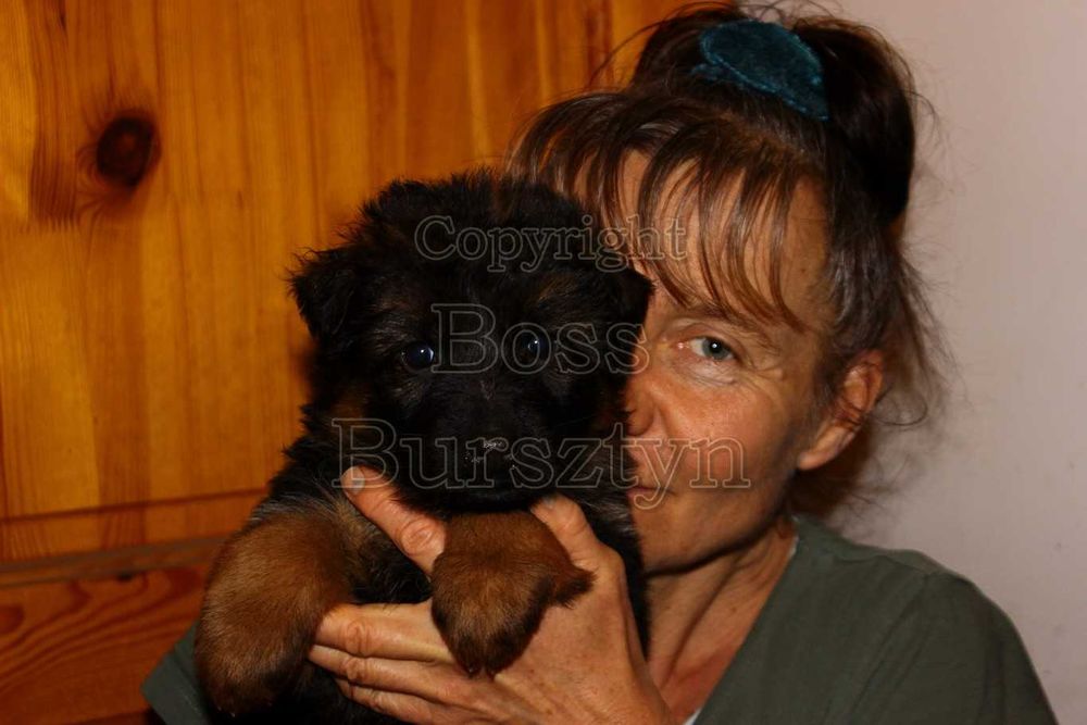 Owczarek niemiecki długowłosy potężny ZKwP/FCI