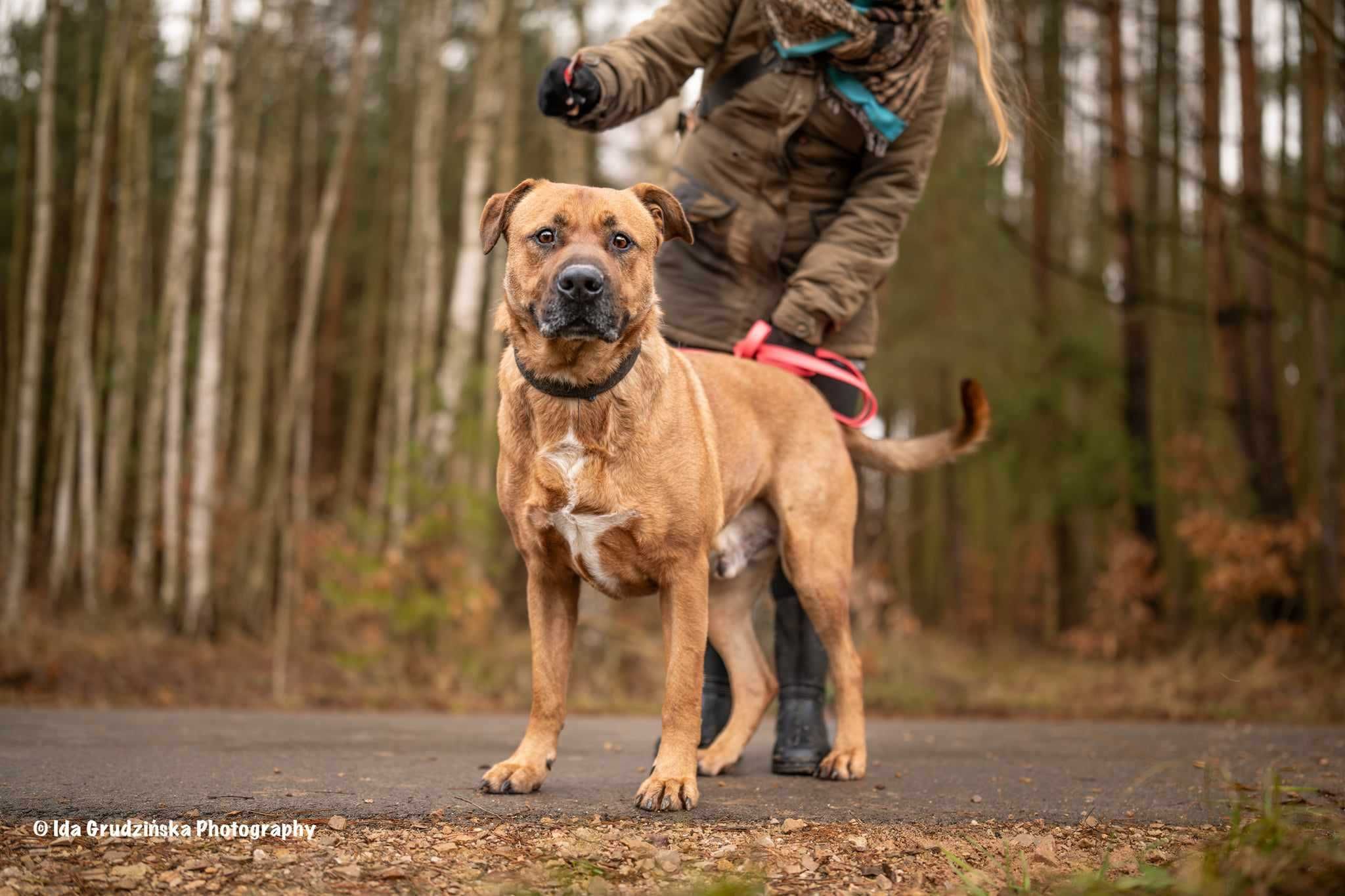 BUDDY Tosa inu mix do adopcji, duży, majestatyczny psiak szuka rodziny