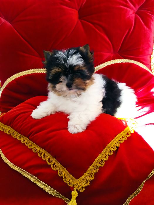 Śliczna suczka Diana  z metryką ZkwP/FCI Biewer Yorkshire terrier.