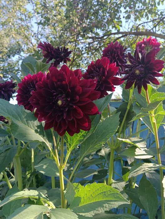 Продам корінь георгіни