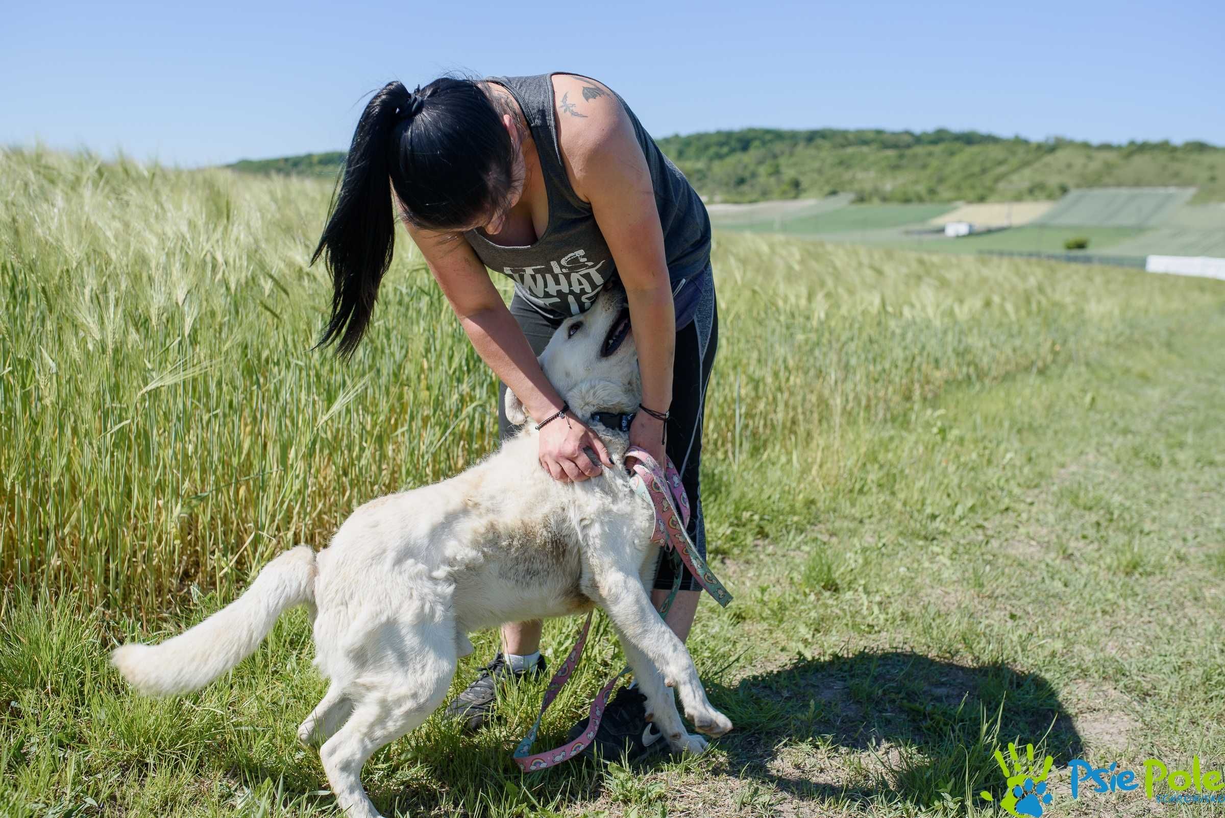 Carlos - młody, energiczny pies mix labrador SCHRONISKO