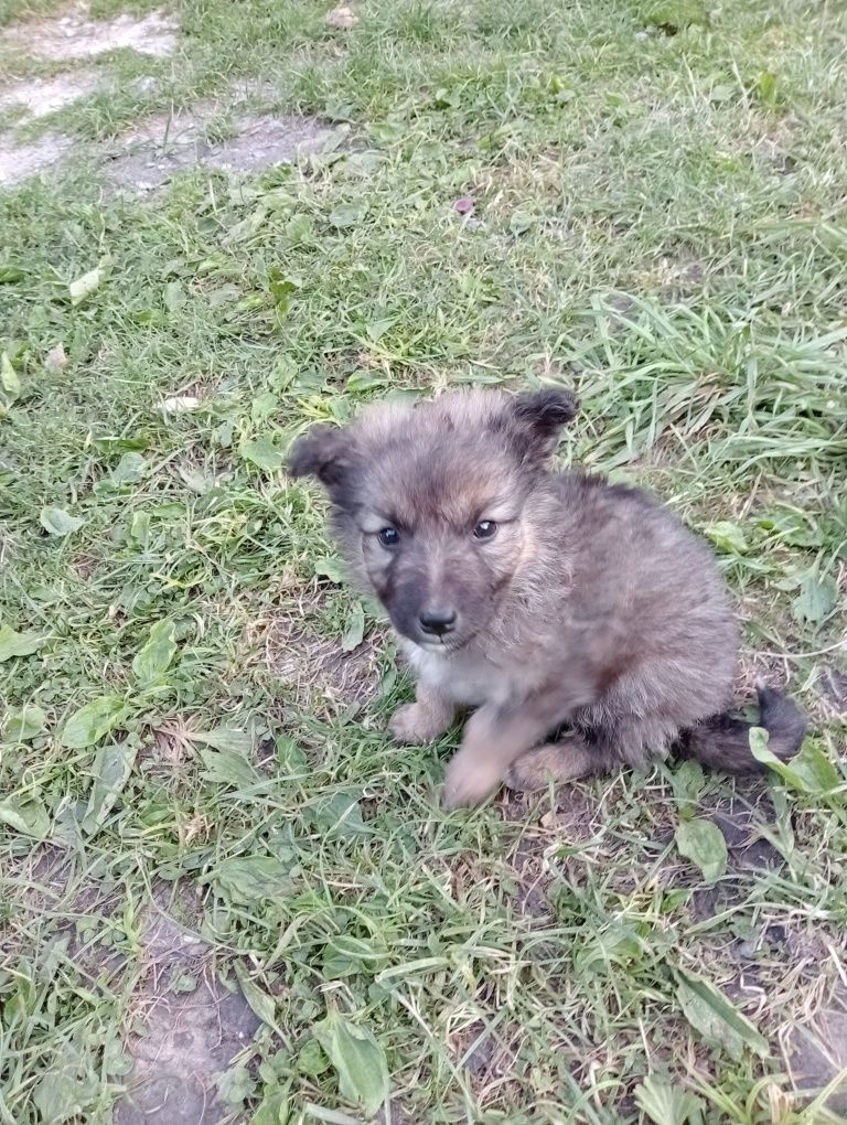 Віддам в хороші руки