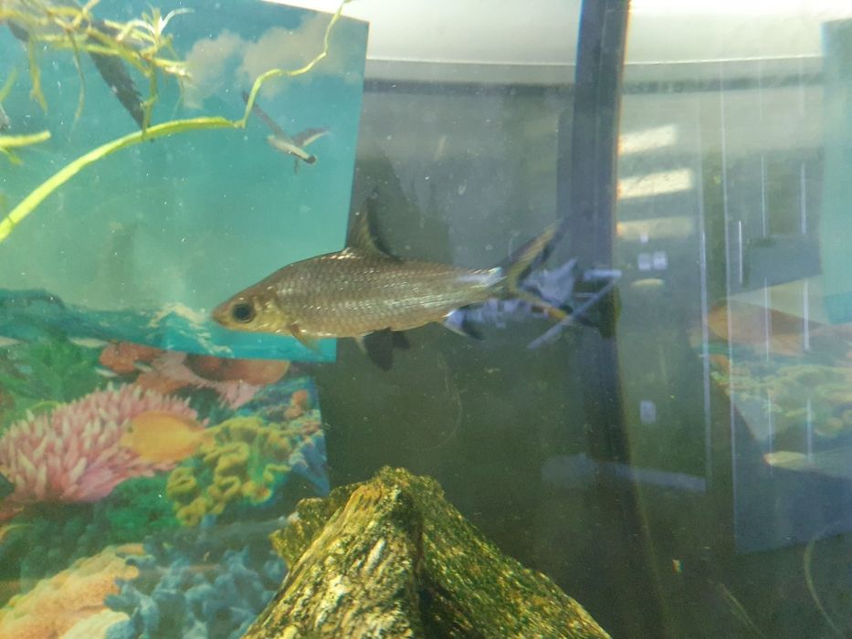 Brzanka rekinia kosiarka  duża  i mała zamienię