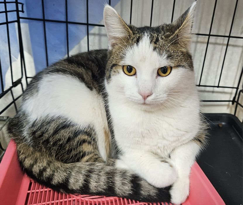 Вінниця! Знайдено котика, по вул. Максима Шимка!