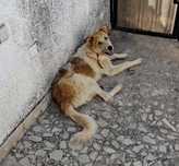 Cão Para Adoção Responsável