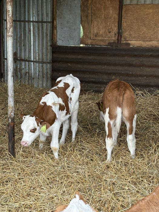 Sprzedam byki mięsne