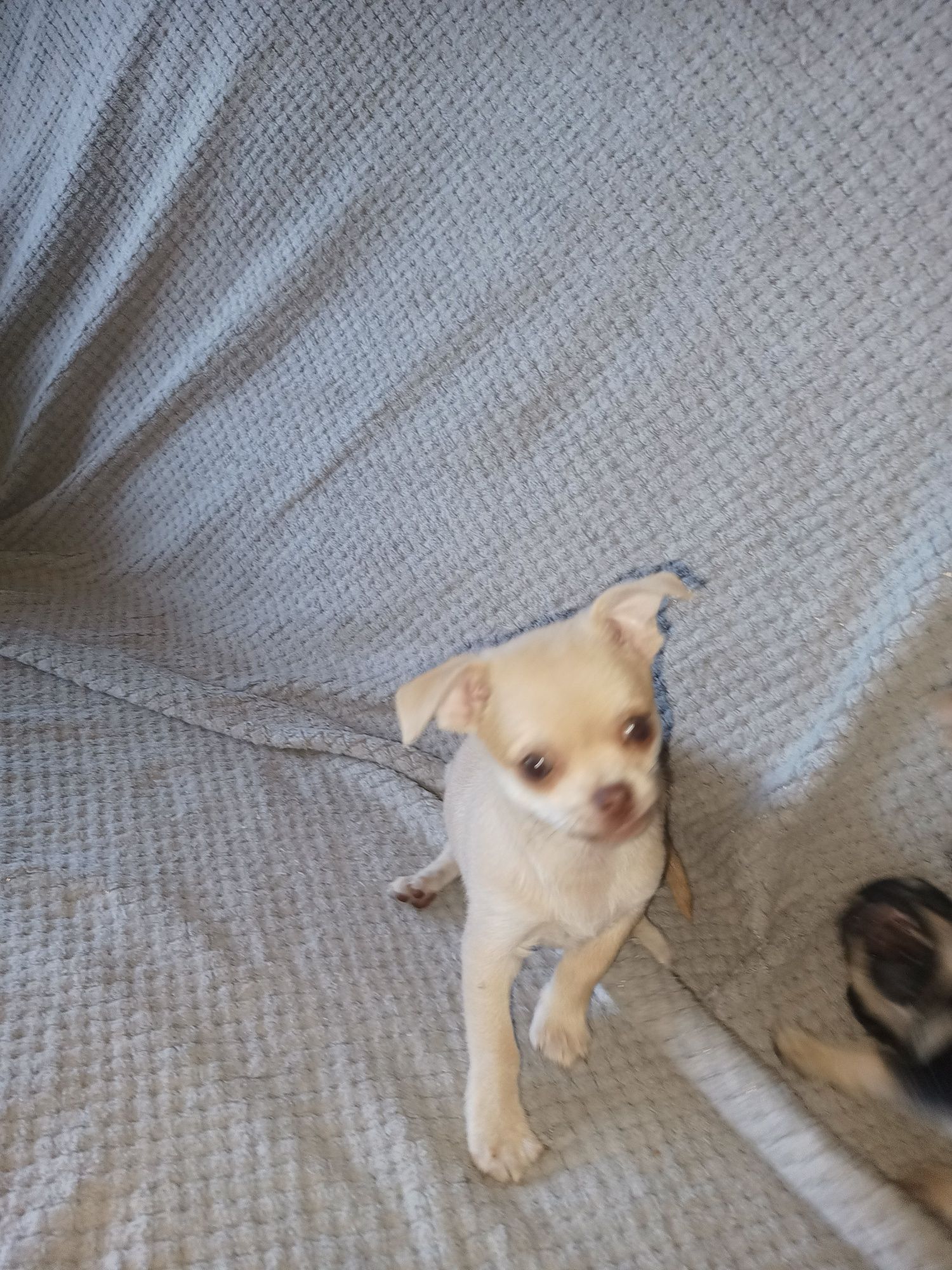 Chihuahua gotowe do odbioru