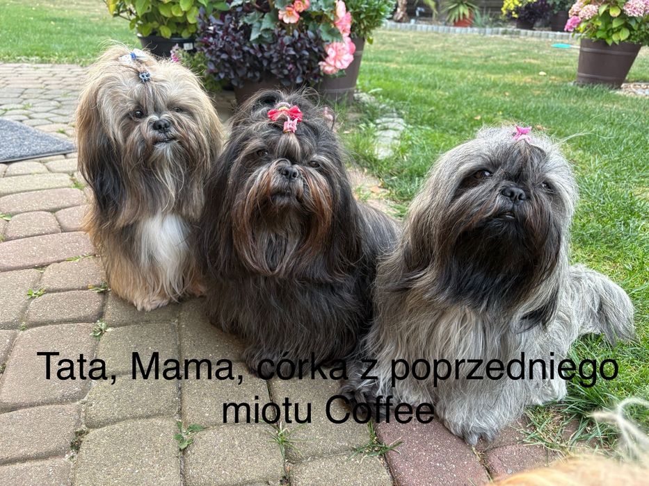 Shih tzu uroczy piesek w skarpetkach