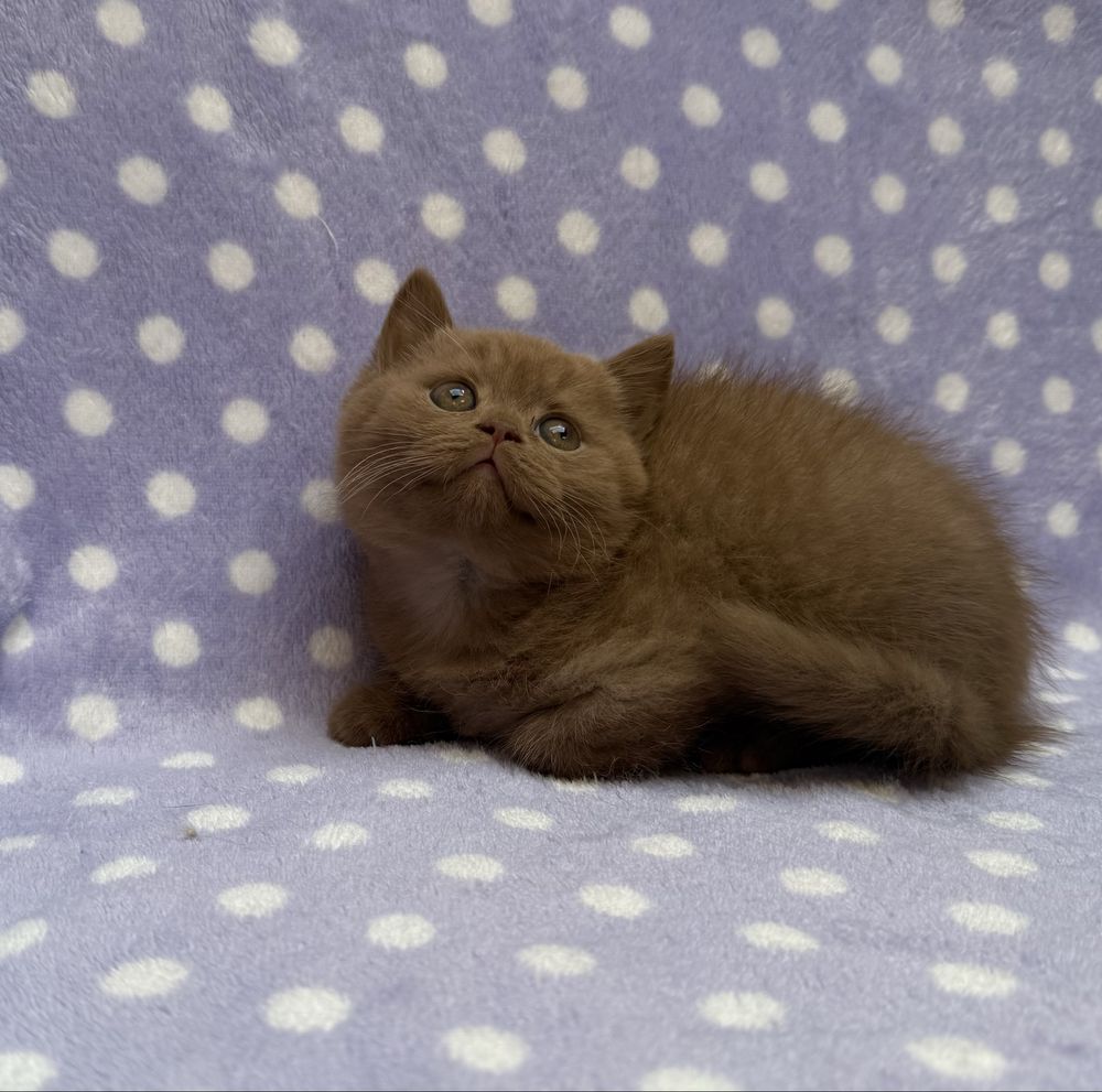 British shorthair cinnamon