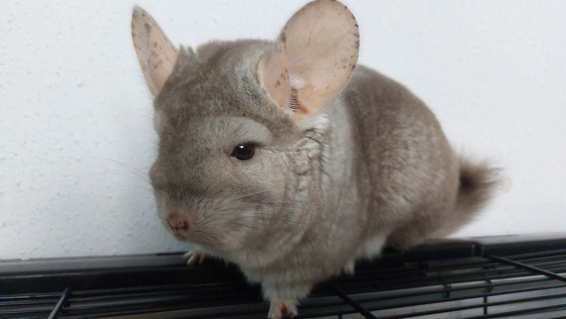 Szynszyla angora, szynszylę z klatką