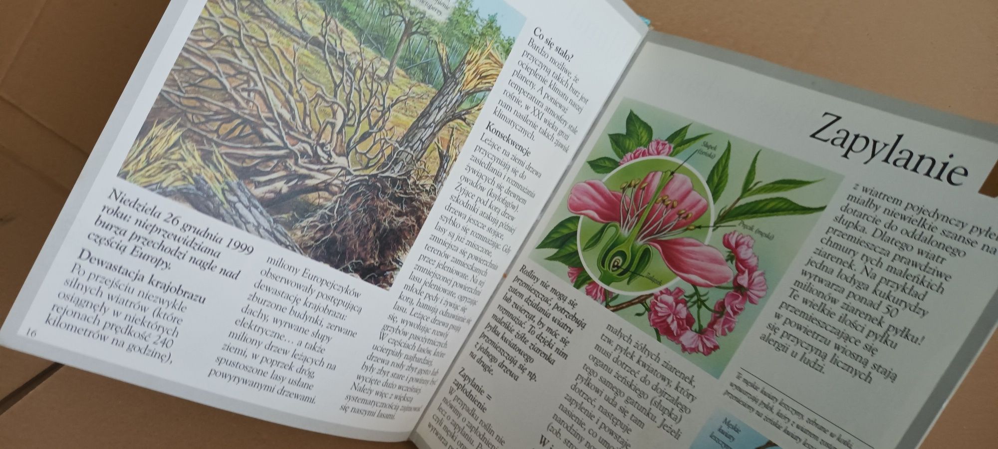Odkrywanie Świata / Las / Encyklopedia