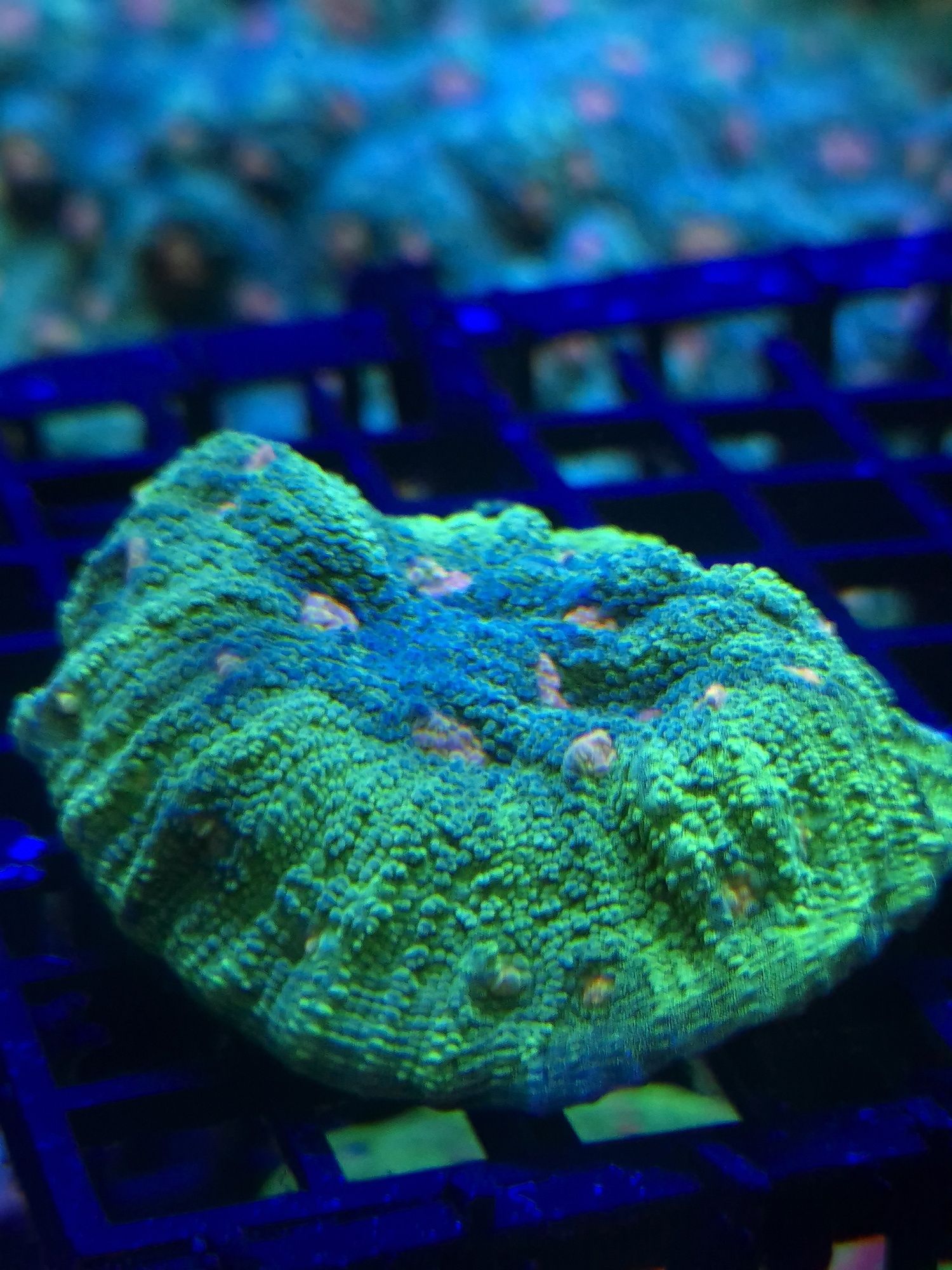 Echinophyllia chalice space invader akwarium morskie