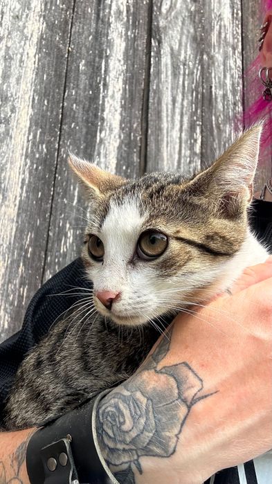 Piękne kotki szukają domu