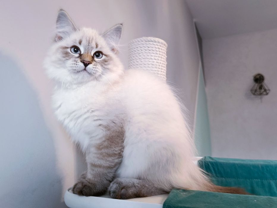 Мила сибірська дівчинка з документами Andromeda