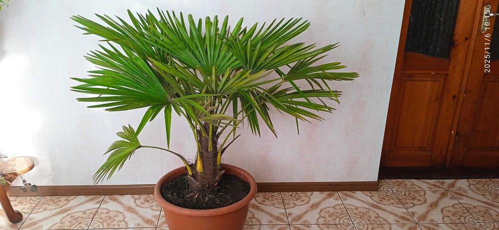 Кримська віялова пальма