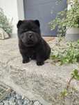 Chow Chow  ZKwP / FCI piesek smoothie