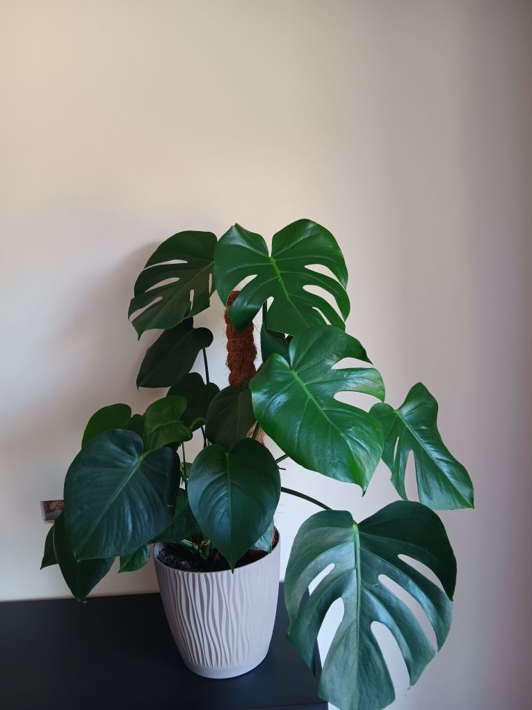 Monstera 80 cm wysokości