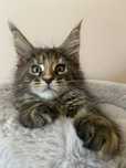Maine Coon - Torbie (com LOP)
