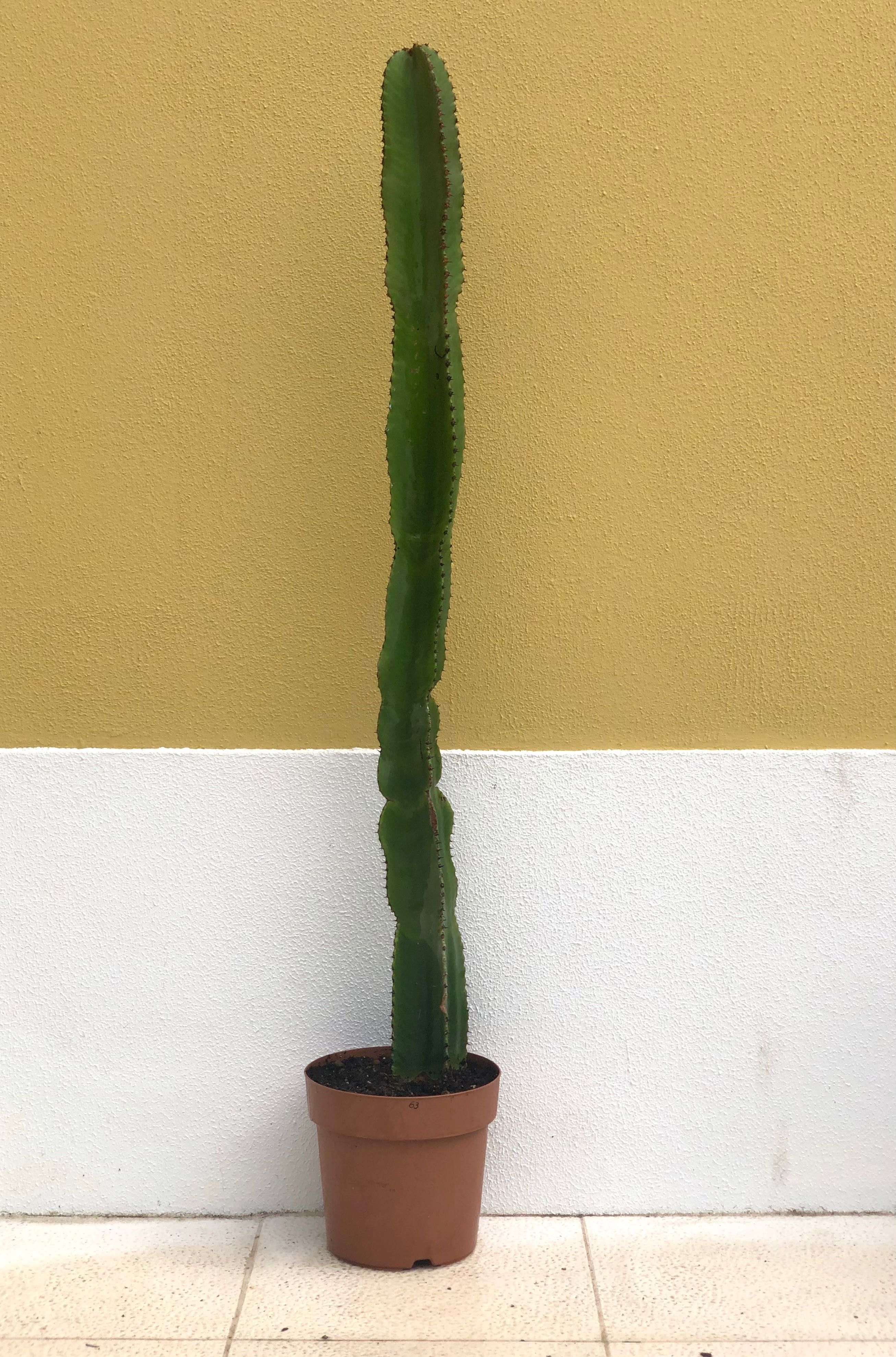 cacto euphorbia - 1,30 m