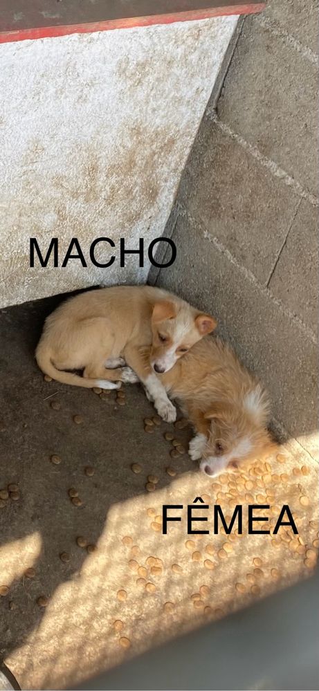 Cachorros podengos para adoçao