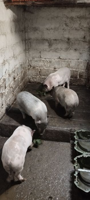 Продам вьетнамских поросят