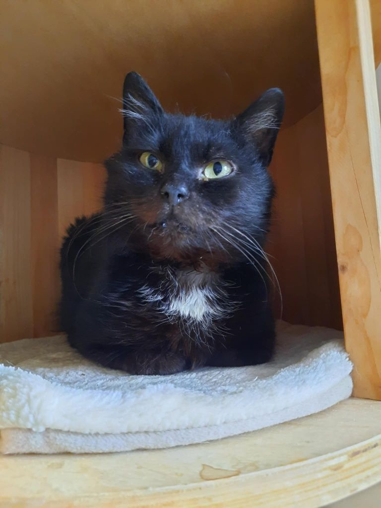 Ptyś, dorosły kocurek do adopcji