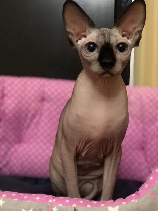 Девочка документыWCF