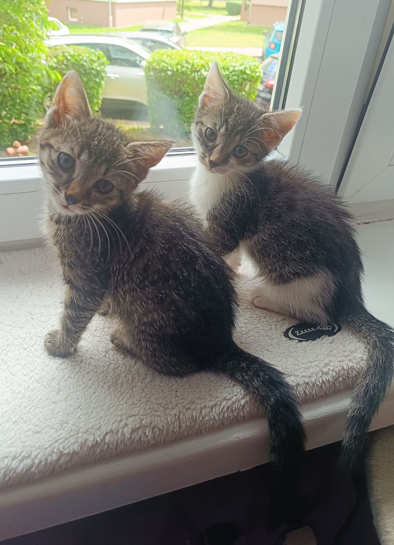 Tiffu i Zuri kotki do adopcji